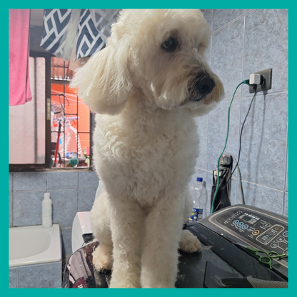 Peluquería Perro Mediano (hasta 20 Kg)