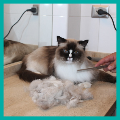 Peluquería Felina