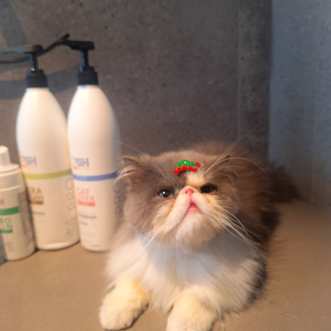 Peluquería Felina