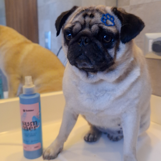 Baño para Bulldog francés y Pug - BullyGlow
