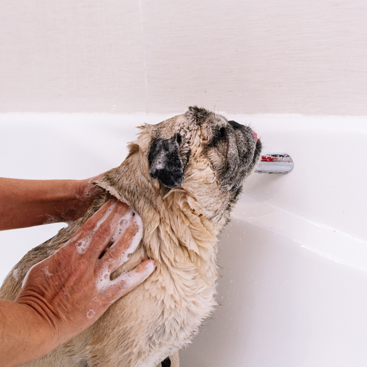 Baño para Bulldog francés y Pug - BullyGlow