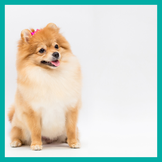 Servicio de Pomerania