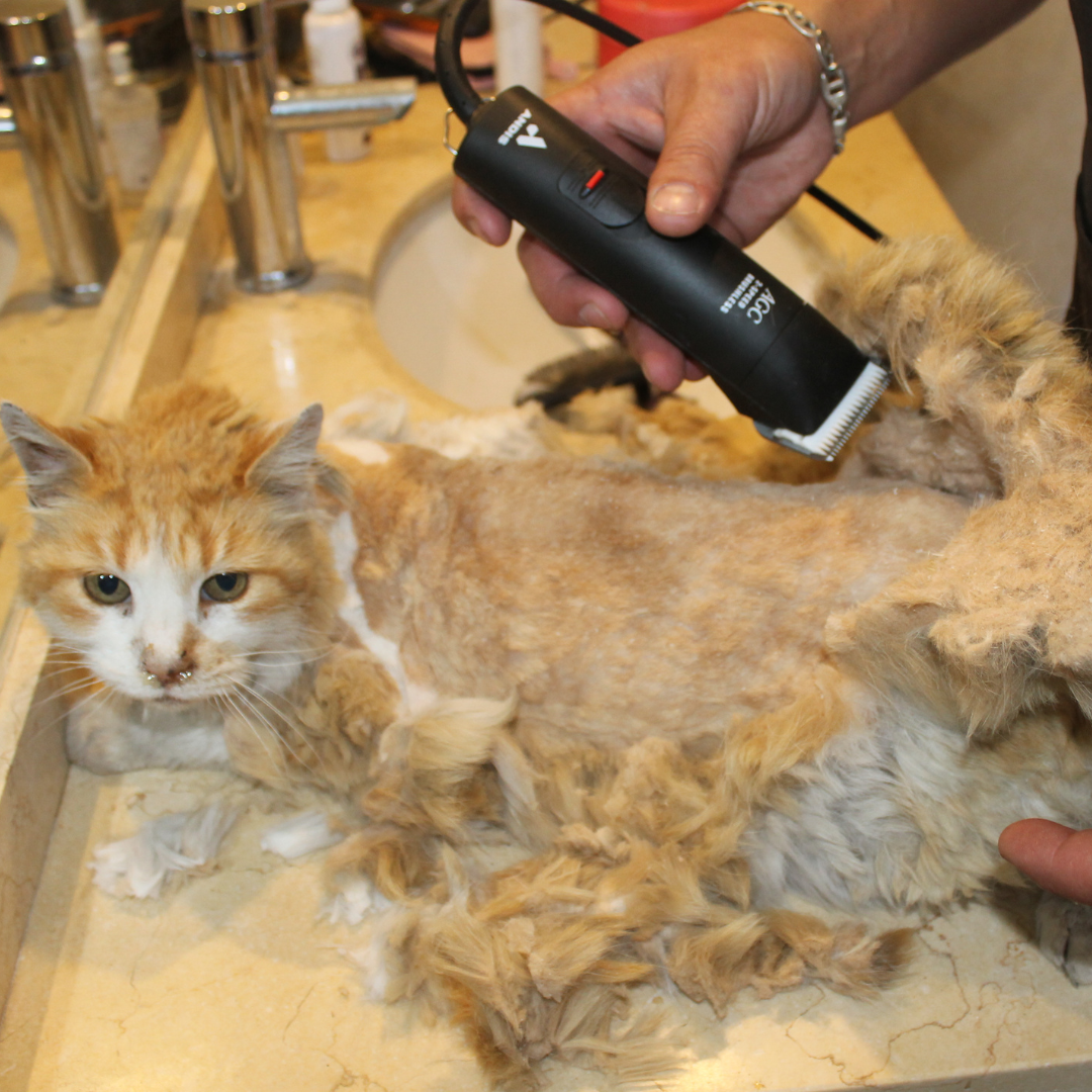 Peluquería Felina