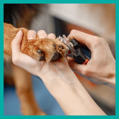 Corte de uñas para Perro