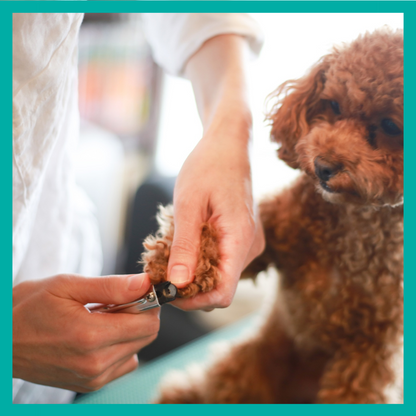 Corte de uñas para Perro