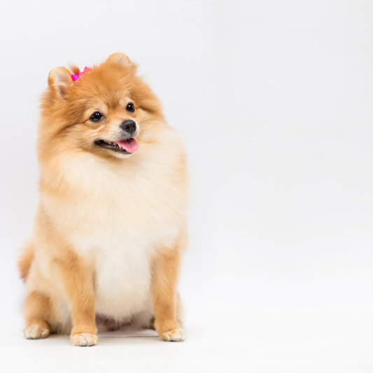 Peluquería para Pomeranias