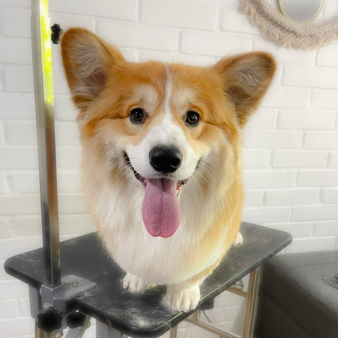 Peluquería Mediano (13 - 18 Kg)