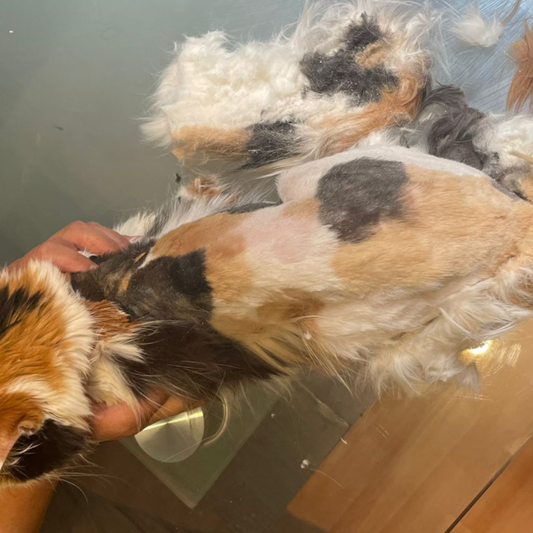 Peluquería Felina Full
