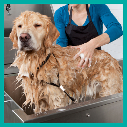 Peluquería Perro Extra Grande (mas 35 Kg)