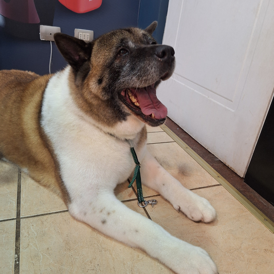 🐺 Servicio Especial Akita, Chow Chow, Golden Retriever y otros mantos Nórdicos