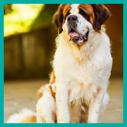 Peluquería Perro Extra Grande (mas 35 Kg)