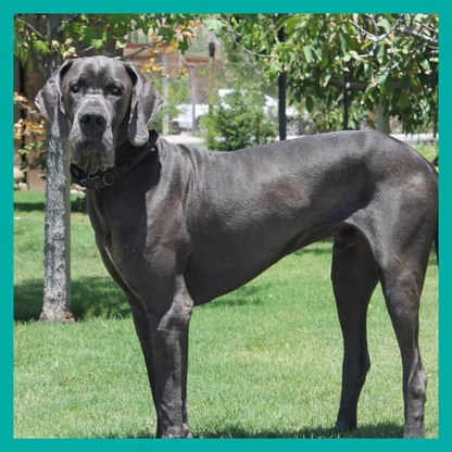 Peluquería Perro Extra Grande (mas 35 Kg)