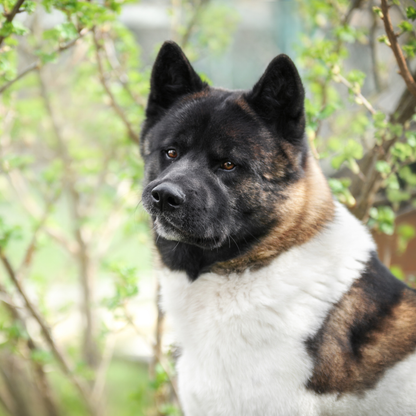 🐺 Servicio Especial Akita, Chow Chow, Golden Retriever y otros mantos Nórdicos