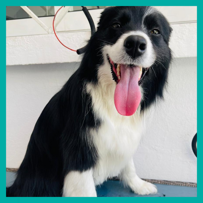 Peluquería Perro Grande (hasta 35 Kg)