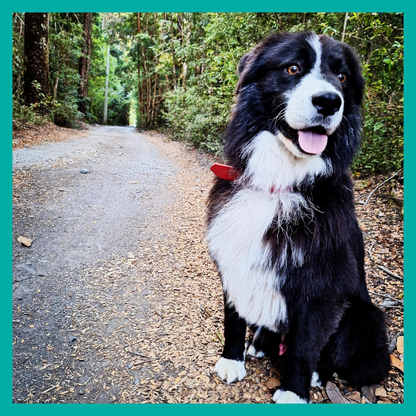 Peluquería Perro Grande (hasta 35 Kg)