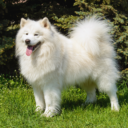 🐺 Servicio Especial Akita, Chow Chow, Golden Retriever y otros mantos Nórdicos