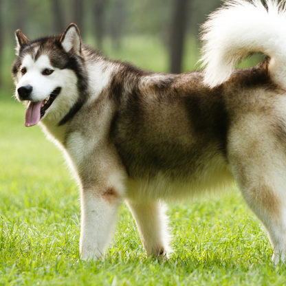 🐺 Servicio Especial Akita, Chow Chow, Golden Retriever y otros mantos Nórdicos