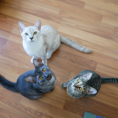 Cuidados Domiciliarios