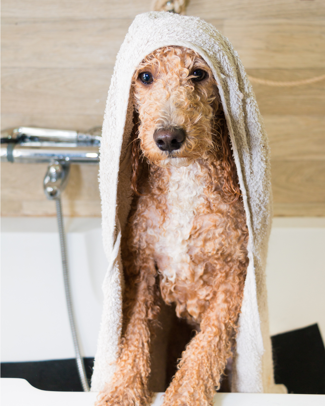 Peluquería Pequeño (6 - 12 Kg)