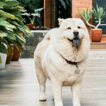 🐺 Servicio Especial Akita, Chow Chow, Golden Retriever y otros mantos Nórdicos