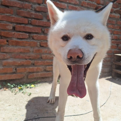 🐺 Servicio Especial Akita, Chow Chow, Golden Retriever y otros mantos Nórdicos