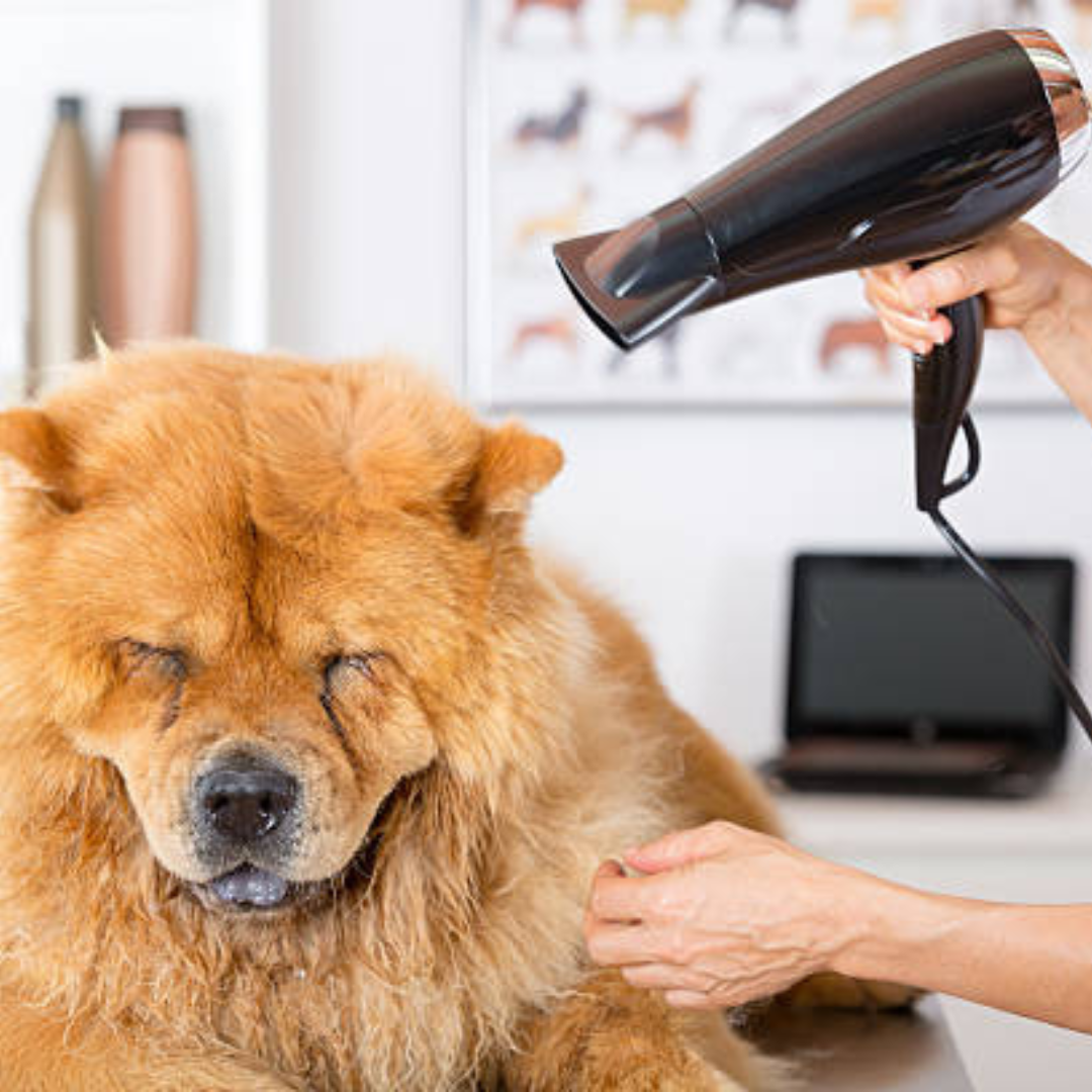 🐺 Servicio Especial Akita, Chow Chow, Golden Retriever y otros mantos Nórdicos