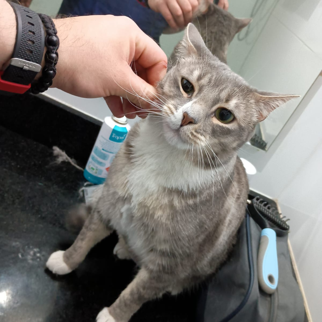 Deslanado + Corte de Uñas para Gatos