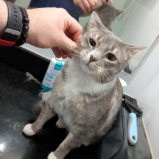 Deslanado + Corte de Uñas para Gatos