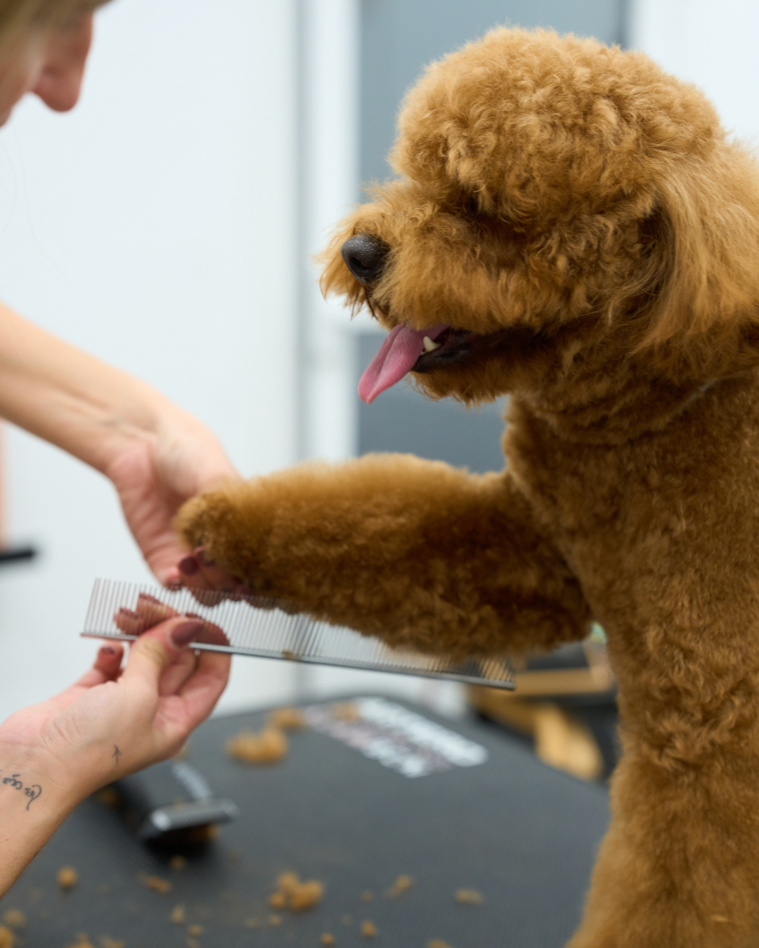 Peluquería Pequeño (6 - 12 Kg)