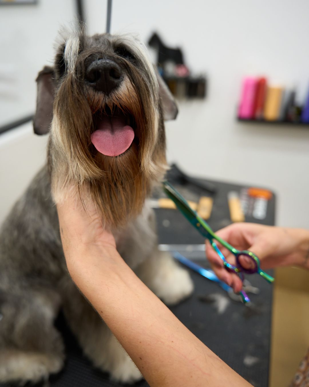 Peluquería Mediano (13 - 18 Kg)