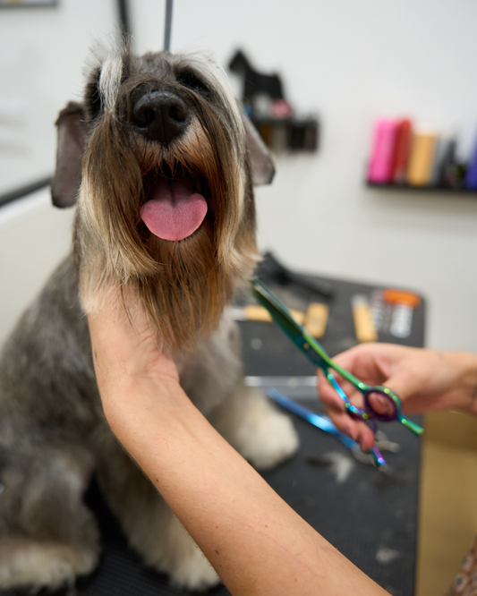 Peluquería Mediano (13 - 18 Kg)