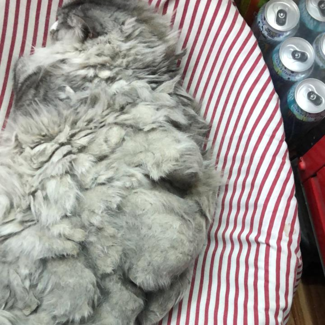 Peluquería Felina