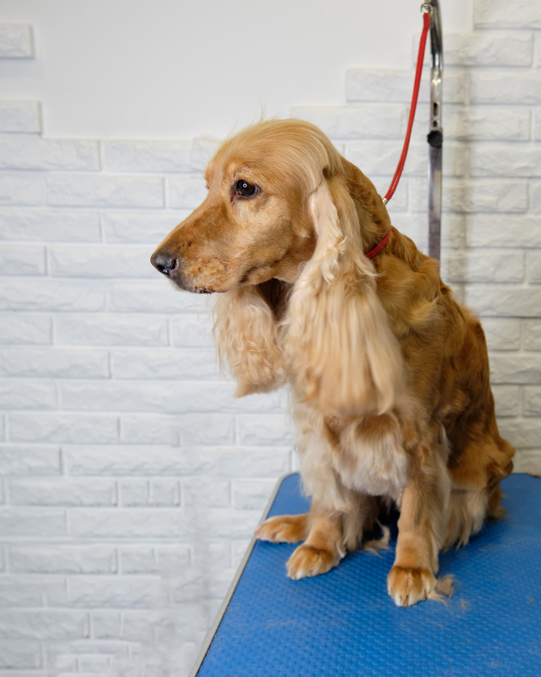 Peluquería Mediano (13 - 18 Kg)