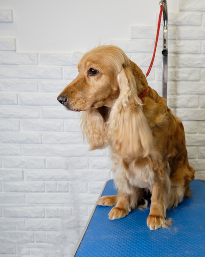 Peluquería Mediano (13 - 18 Kg)