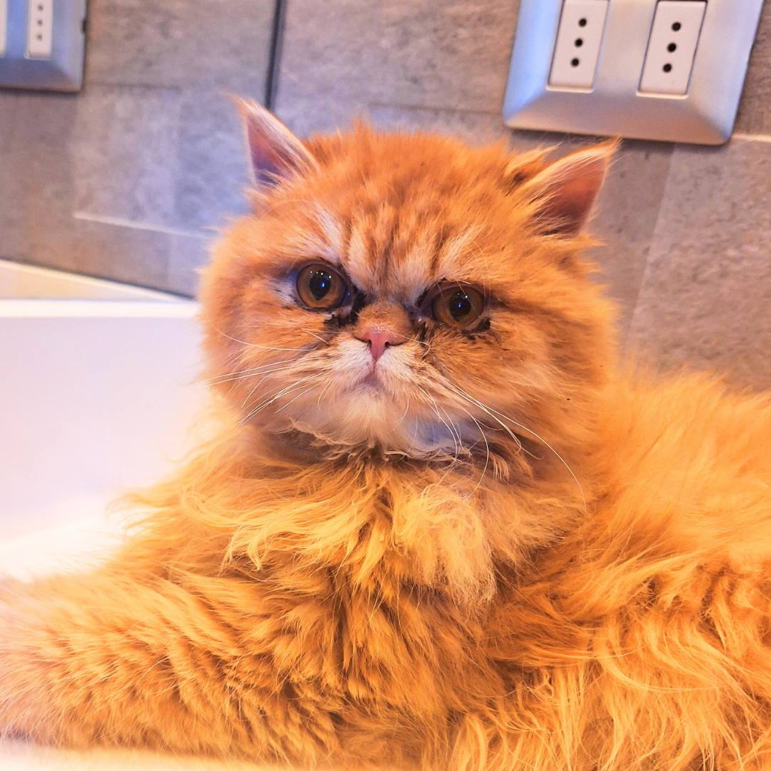 Peluquería Felina
