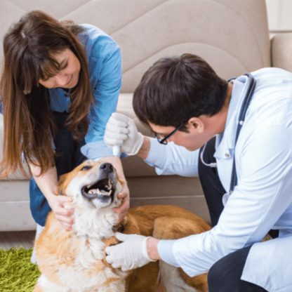 VETERINARIO A DOMICILIO