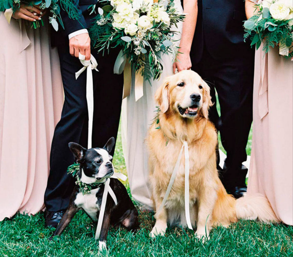 Acompañamiento para tu Mascota