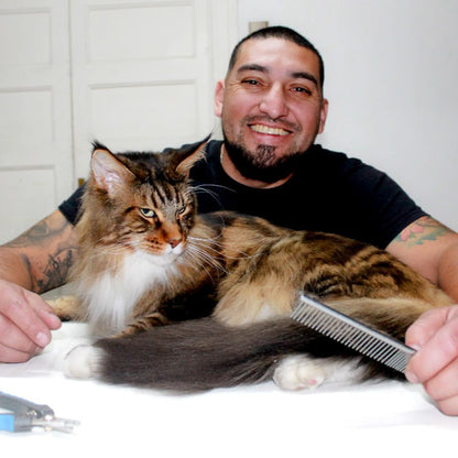 Servicio de mantención para gatitos