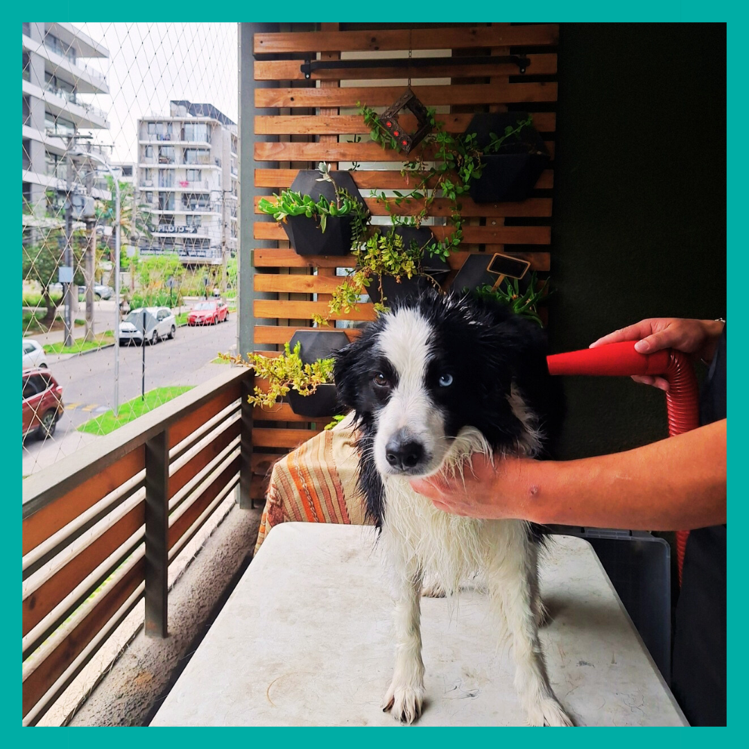 Baño Sensorial Premium 🌴