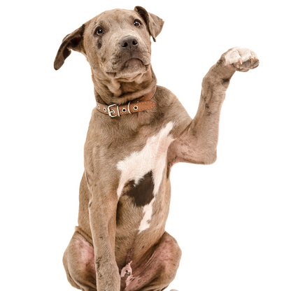 Visita suministro de medicamentos