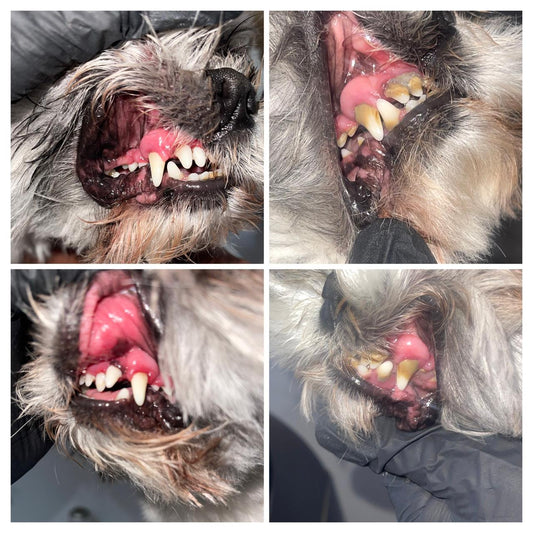 🦷 Destartraje Dental Canino a Domicilio | Cuidamos su sonrisa, sin estrés de traslado 💚