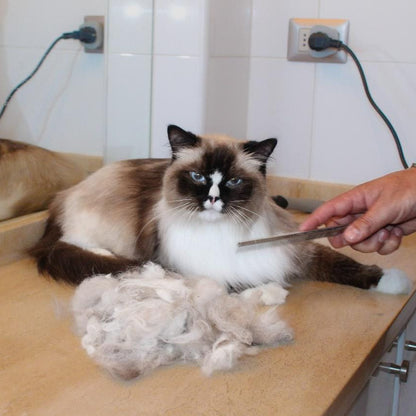 Servicio de mantención para gatitos