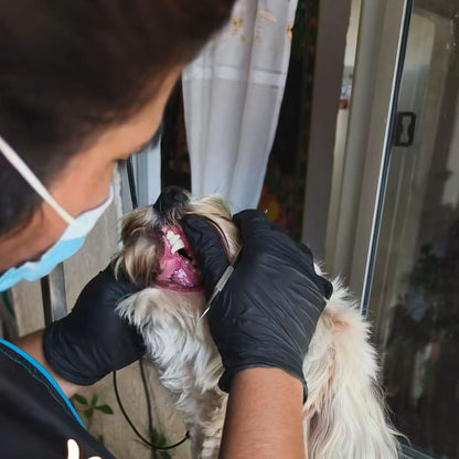 🦷 Destartraje Dental Canino a Domicilio | Cuidamos su sonrisa, sin estrés de traslado 💚