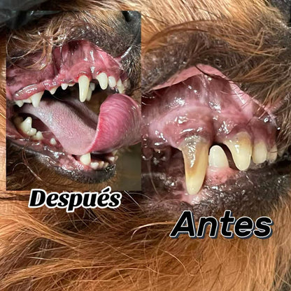 🦷 Destartraje Dental Canino a Domicilio | Cuidamos su sonrisa, sin estrés de traslado 💚