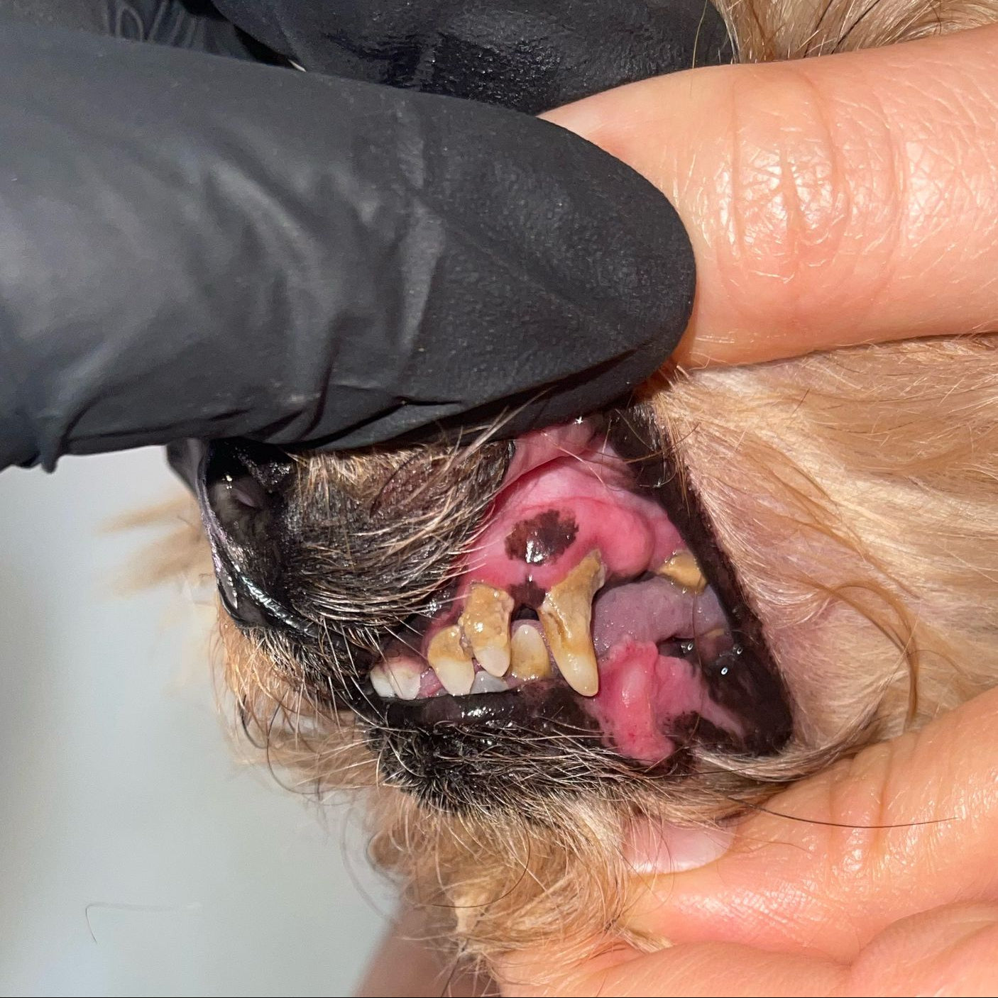 🦷 Destartraje Dental Canino a Domicilio | Cuidamos su sonrisa, sin estrés de traslado 💚