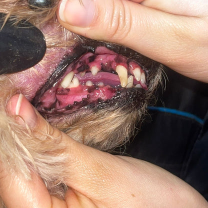 🦷 Destartraje Dental Canino a Domicilio | Cuidamos su sonrisa, sin estrés de traslado 💚