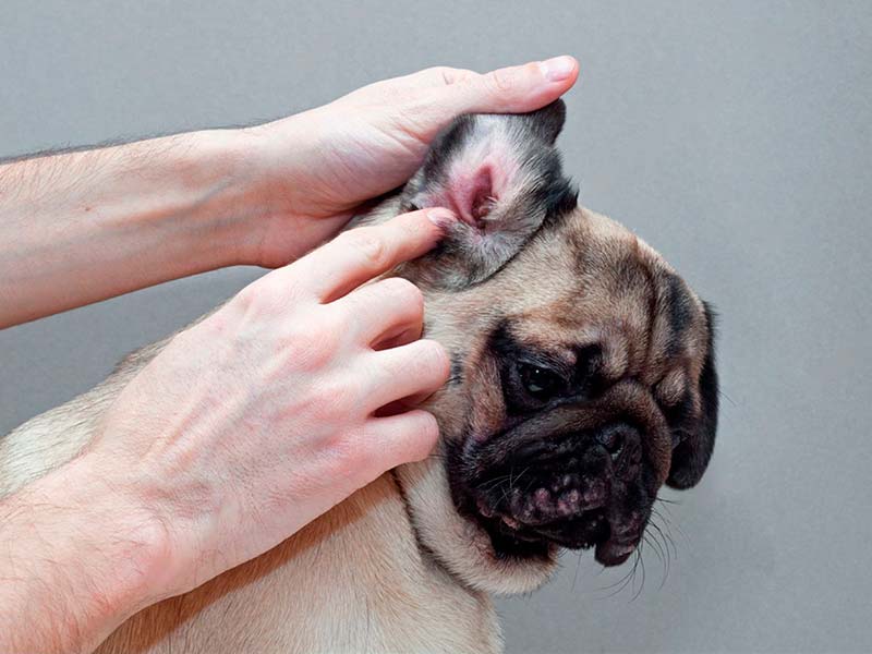 Limpieza general a domicilio