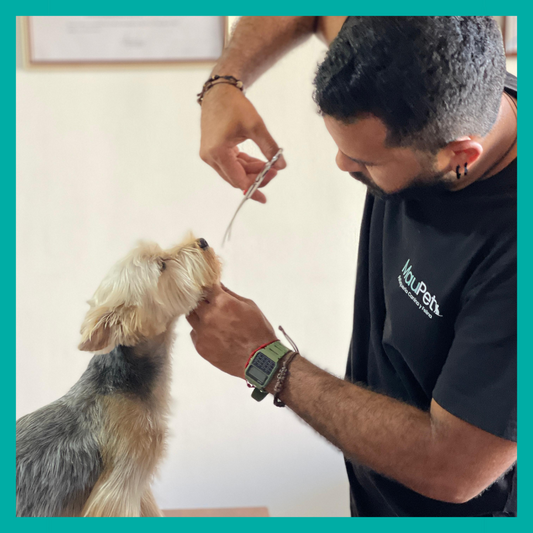 Peluquería Perro Pequeño (hasta 8 Kg)