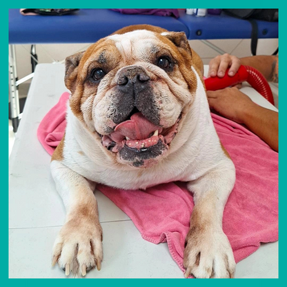 Especial Bulldog francés y Pug - BullyGlow