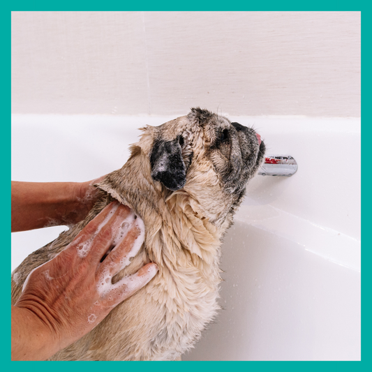 BullyGlow - Servicio Premium para Perritos de Manto Raso